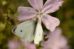 David Plant Photography - Wildlife Photography - Small white - B